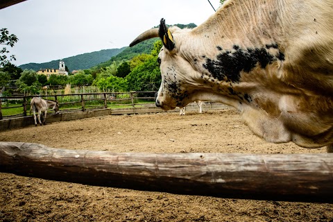 Fattoria Didattica Il Ciliegio