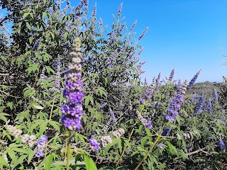 Riserva naturale Foce Volturno - Costa di Licola