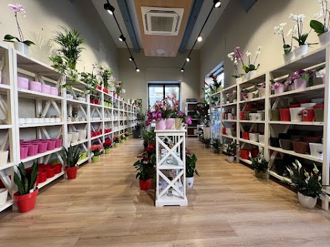 Orchidea Staff Store