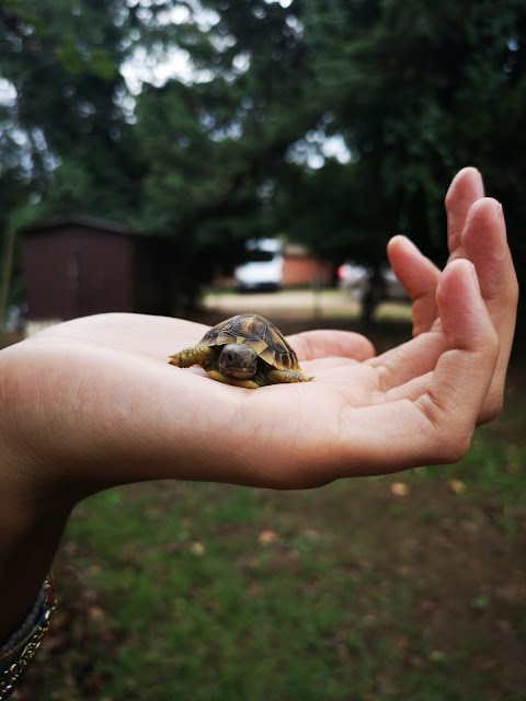 Fattoria degli Animali - Centro di Educazione Ambientale e Zooterapia