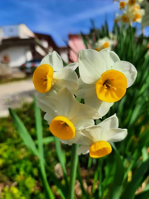 Podere il quadro