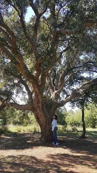 Riserva Naturale Regionale Sughereta di Pomezia