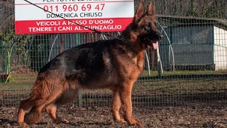 Allevamento Delle Rebaude C.F. Pastori Tedeschi