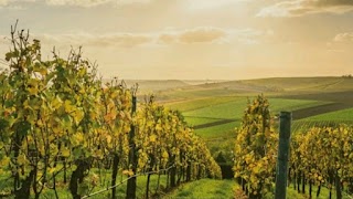 Enoteca Il Buon Vino Villanuova s/c