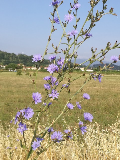 Renzi Ottavio e Figli Società Agricola