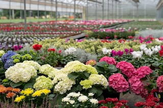 Floricultura GeG - vivaio - vendita piante - ingrosso e dettaglio - fiori