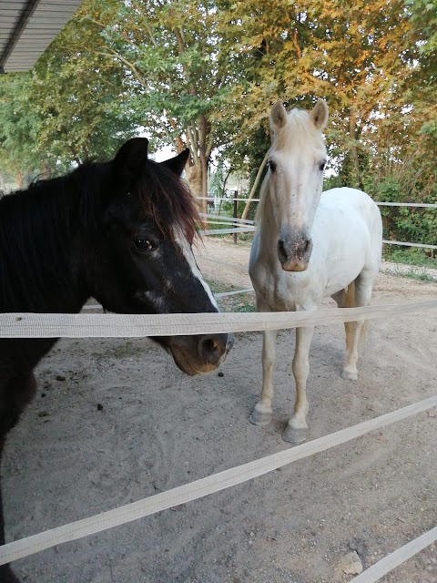 Centro Equestre - Il Primo Cavaliere