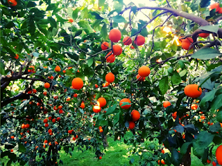 Arancia Queen | Azienda Agricola Calcagno Nicolò