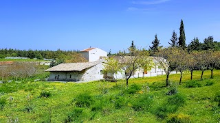 Foresta di Mercadante