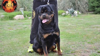 La Tana dei Lupi Allevamento Rottweiler Torino Piemonte Aus Der Krummholz