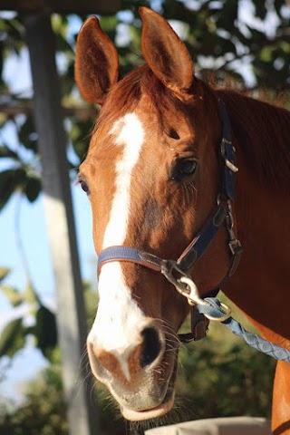 A.S.D. Horsesense Italia Scuola di Equitazione