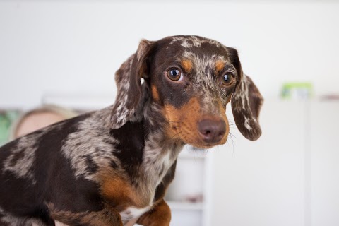 Clinica Veterinaria La Stazione