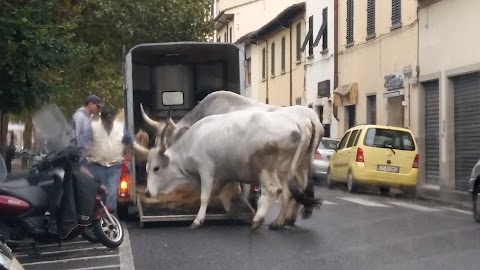 Cabiria Di Gianfranco Nenciolini E C Snc