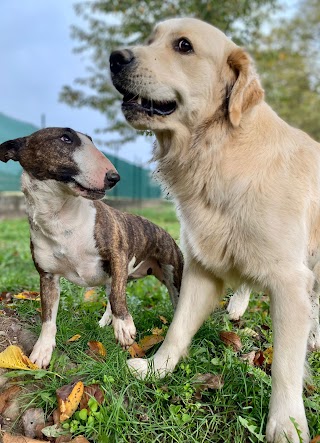 Code a Casa - Asilo per Cani