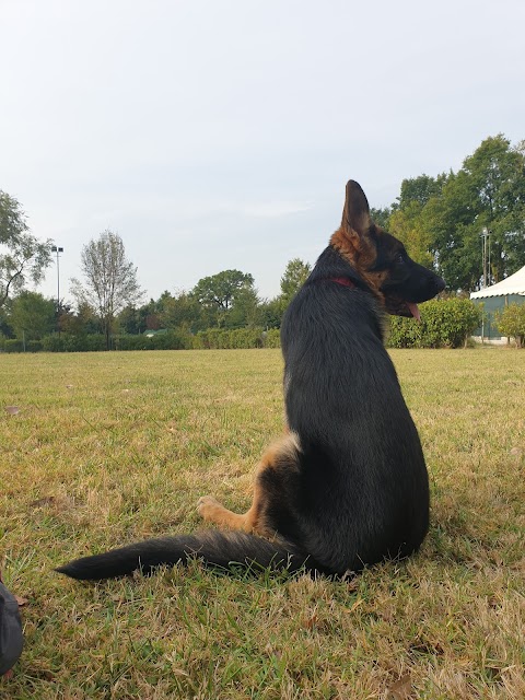 Cani-per-Caso asd Ludoteca-Asilo Piscina e Scuola