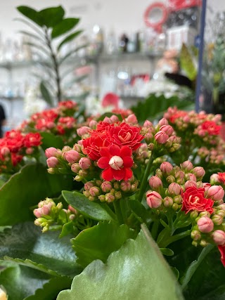 La Casa Dei Fiori Di Scala Raffaela