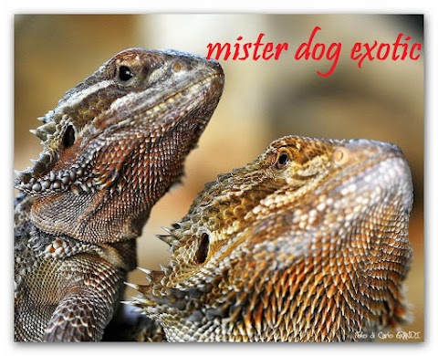 Mister Dog Exotic