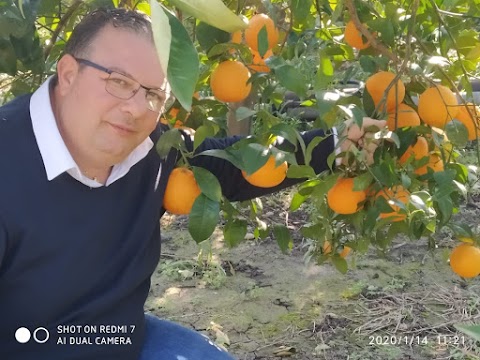 Leonardi arance di Sicilia