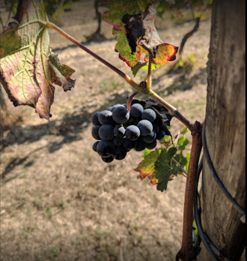 Tuscany Wine Tours Podere Pellicciano – Agrisole