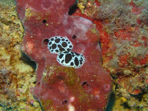 A.S.D. Corvino Diving School