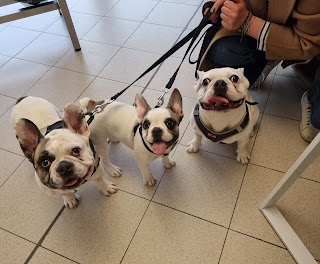 Ambulatorio Veterinario San Bassiano