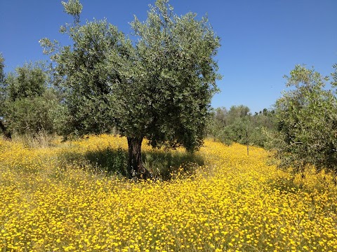 Fattoria I Greppi di Silli