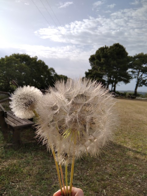 Area Pic-Nic - Carbottiello