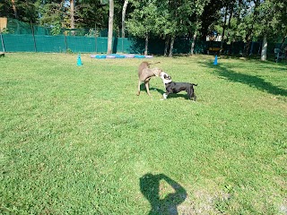 Relazione A Sei Zampe Centro Cinofilo - Pensione cani e gatti