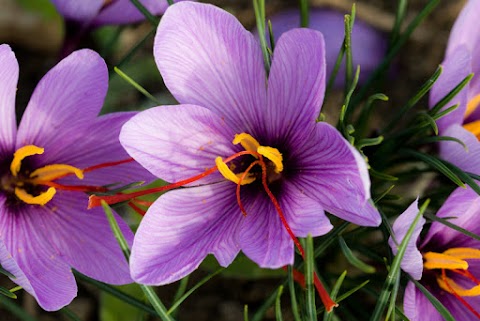 FIORERIA ISABELLA