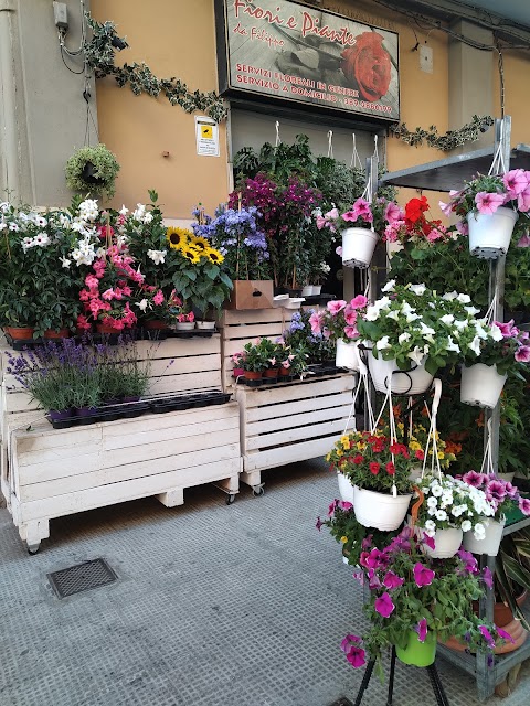 Fiori e Piante