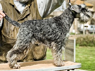 Tarros, allevamento Schnauzer e Pensione