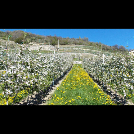 Institut Agricole Regional