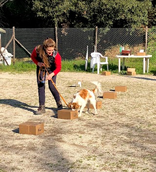 Centro Cinofilo Cane Campione