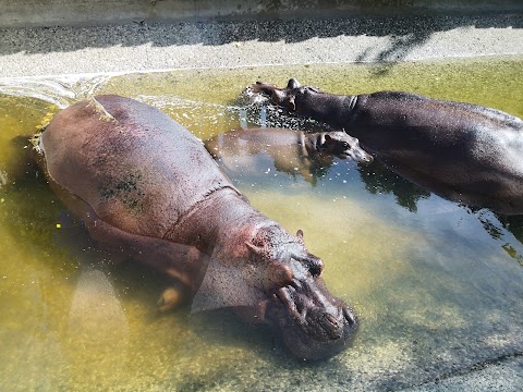 Parco Zoo Punta Verde