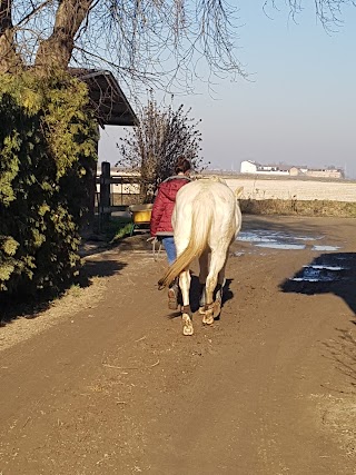 Asd Il Cavallino