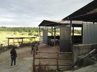 Allevamento E Macelleria Aziendale SILVESTRI