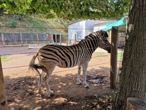 Zoo delle star