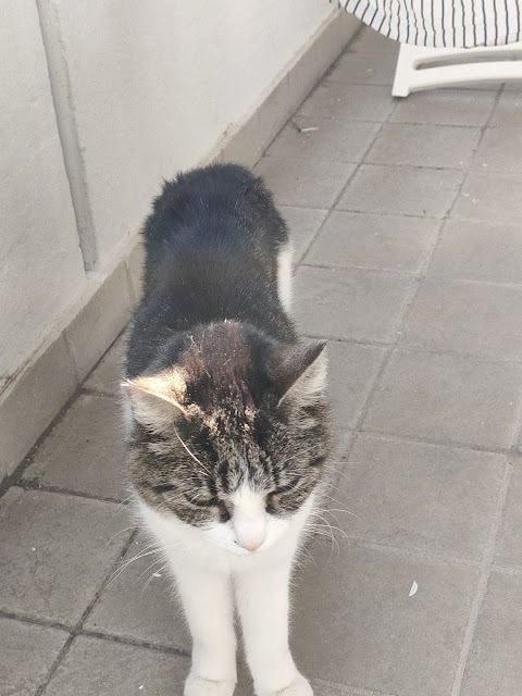 Ambulatorio Veterinario Villaggio dei Fiori