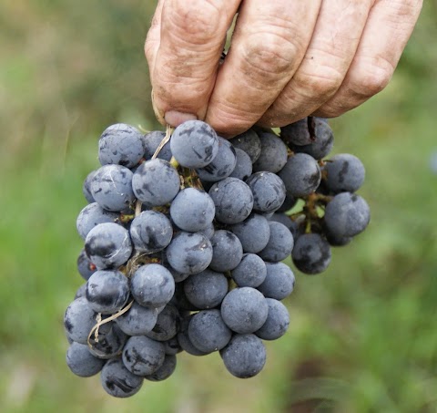 Azienda Agricola La Ciocca