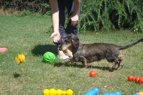 GRAGLIA - Pensione per Cani e Gatti (piobesi, Vinovo, La Loggia, Carignano, Carmagnola, None, Moncalieri, Nichelino, Torino