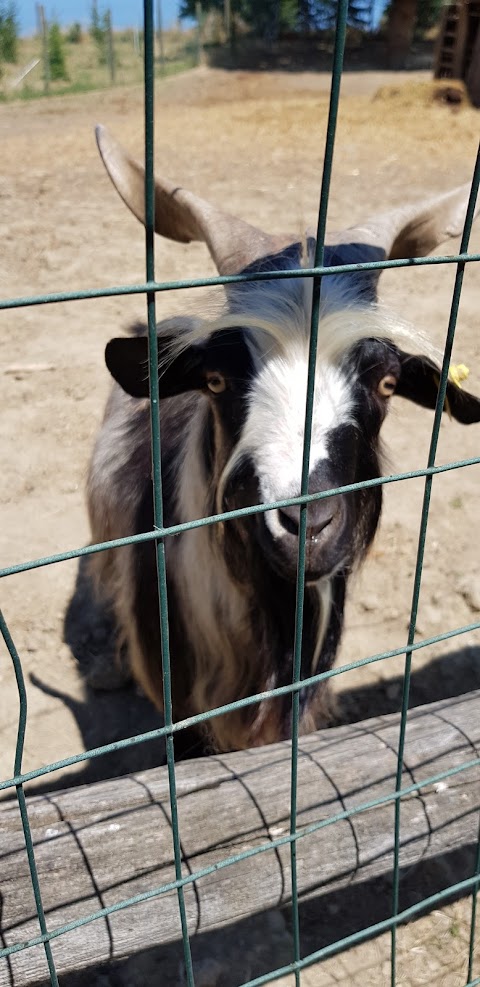 Green Farm - Clinica Veterinaria (reperibilità H24) - Pensione per animali - Toelettatura