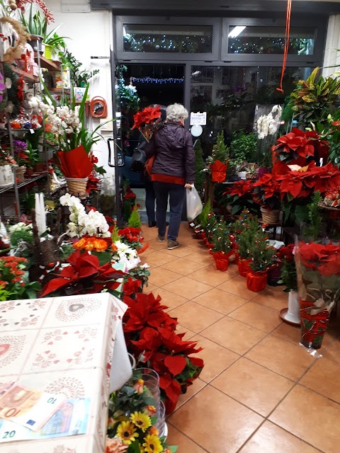 Fiori e Piante