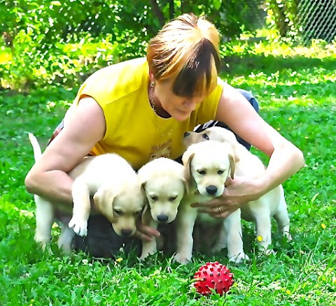 Labrador Retriever Fior d'Acqua