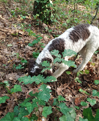 Truffle Hunting Tours Alba, Find and Buy them fresh