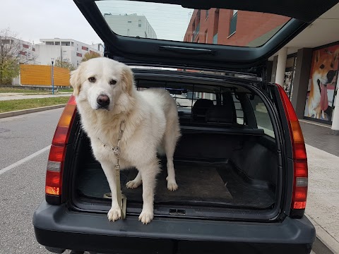 Veterinario a domicilio Dott.ssa Tina Tomazic