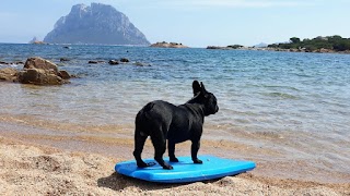 Toelettatura Cani e Gatti Pelosi e Vanitosi