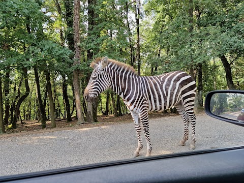 Safari de Peaugres