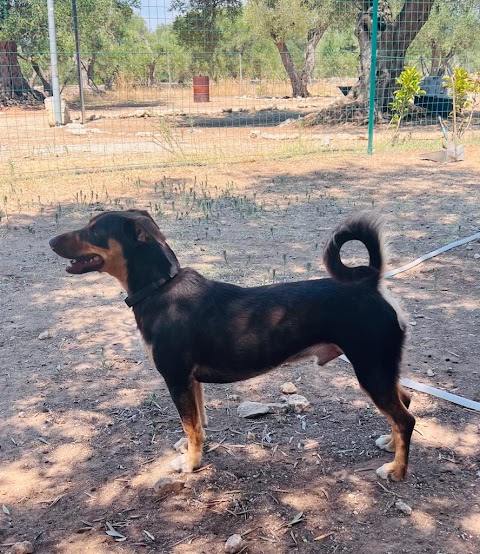 Centro Cinofilo "Malpelo" - Pensione Cani Addestramento Agility Dog