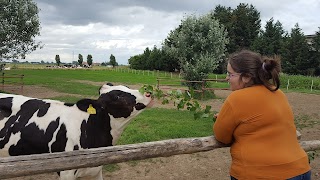 La Pederbona - Allevamento,Agrigelateria,Fattoria Didattica