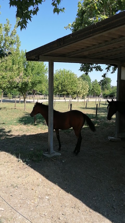 Clinica Equina Bagnarola